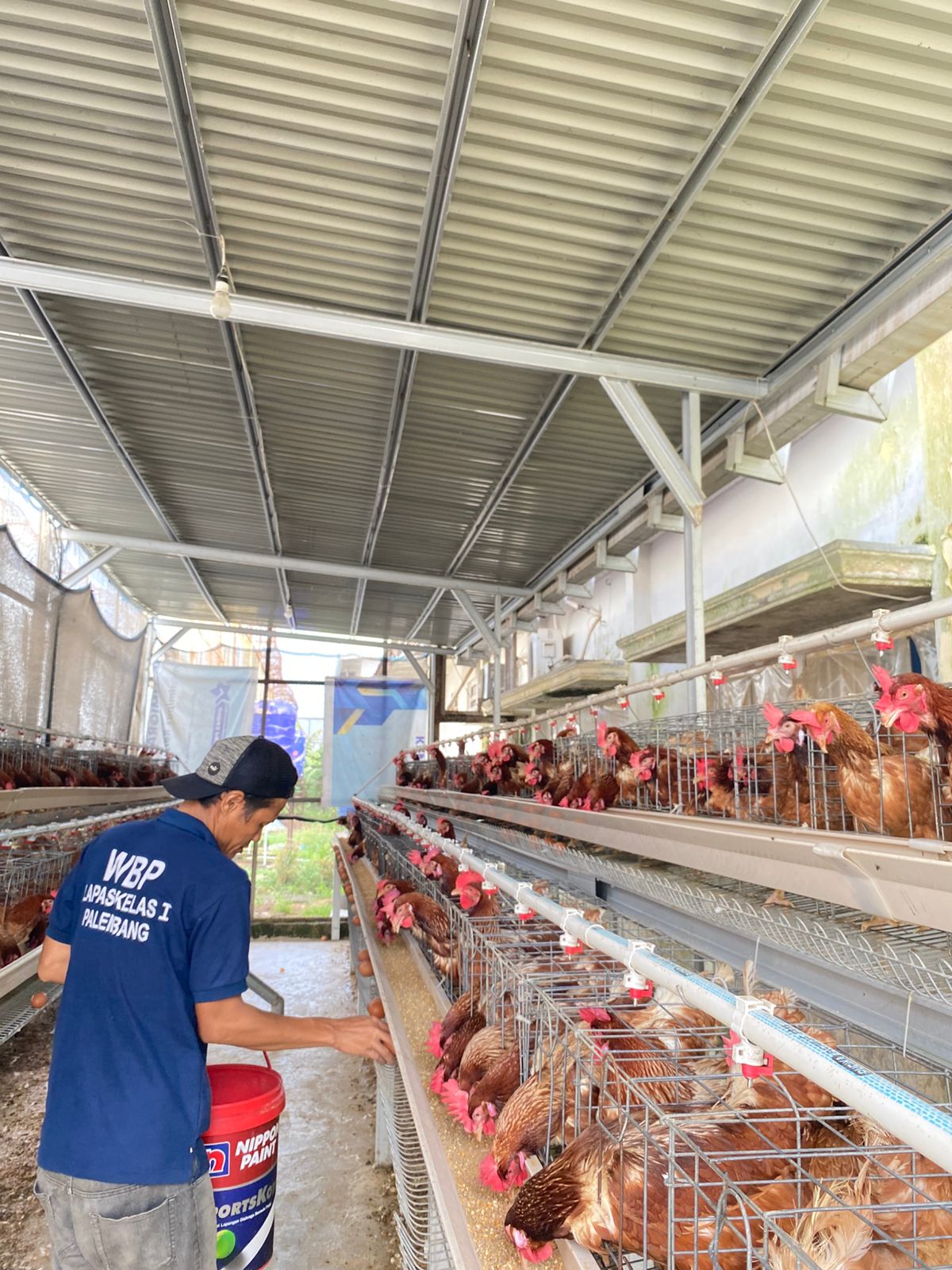 Budidaya Ayam Petelur Lapas Kelas 1 Palembang