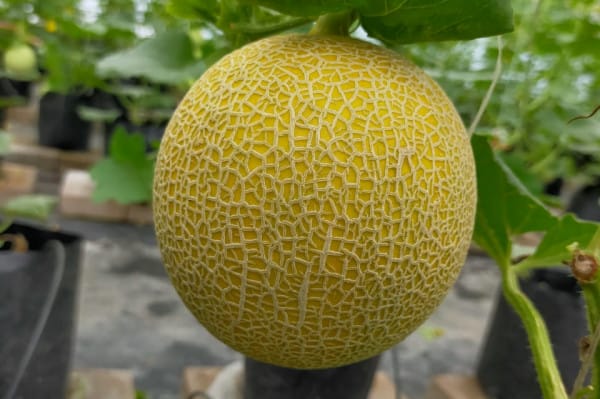 MELON ITHANON